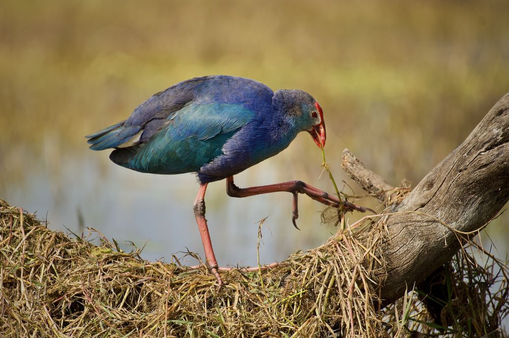 Фотография автора BIPLAB MISRA