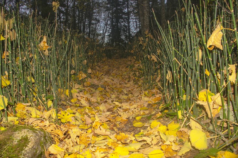 Тропа в Муруджинском ущелье