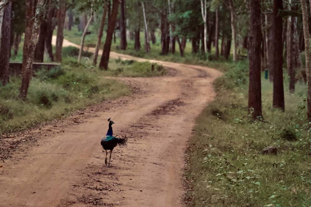 Фотография автора BIPLAB MISRA
