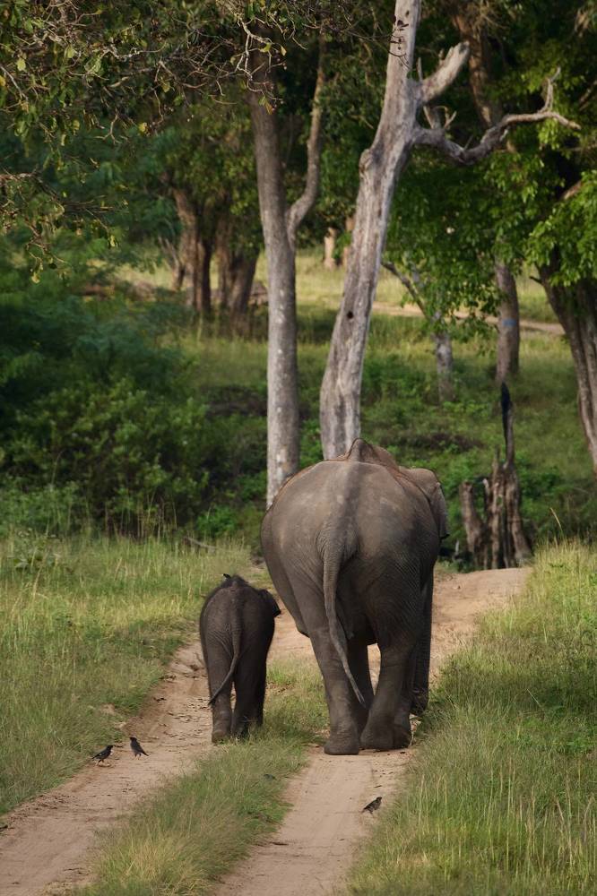 Фотография автора BIPLAB MISRA