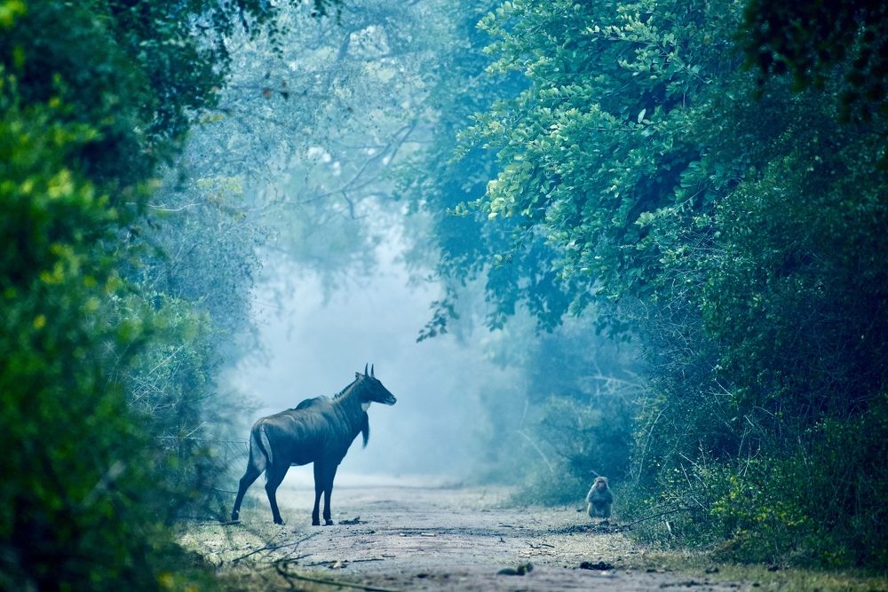 Фотография автора BIPLAB MISRA