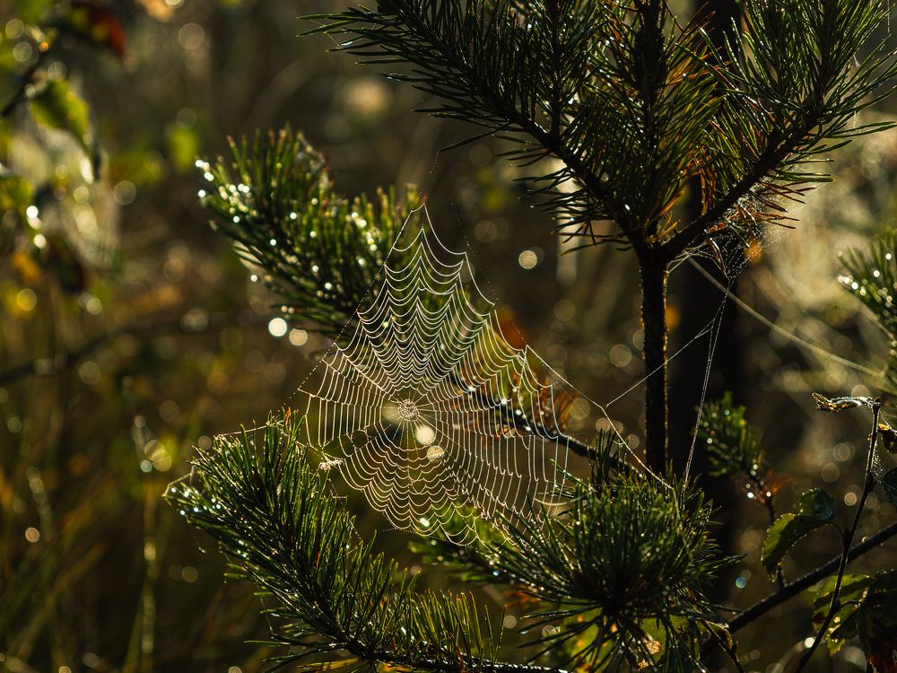Фотография автора Татаринов Валерий