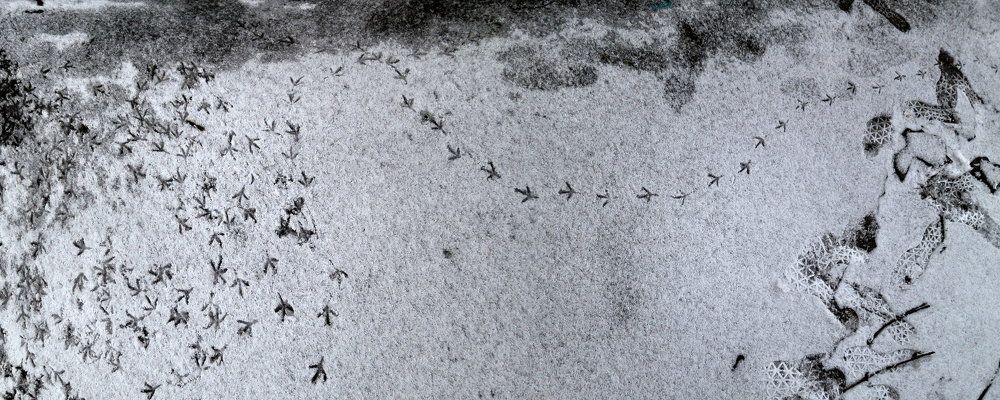 Птичий Flightradar24