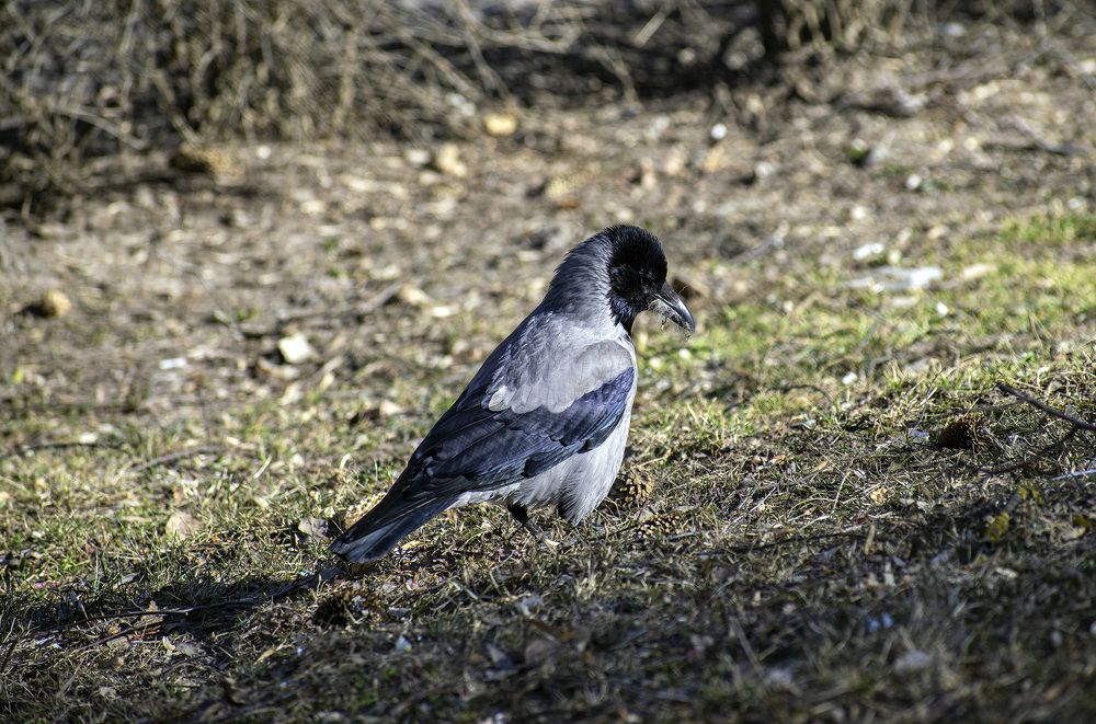 Фотография автора Андрей Гордиенко