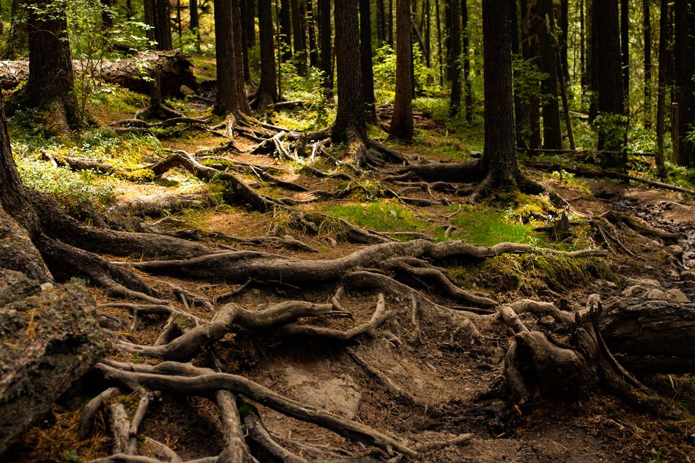 Тропа до Кучерлинского озера. Горный Алтай