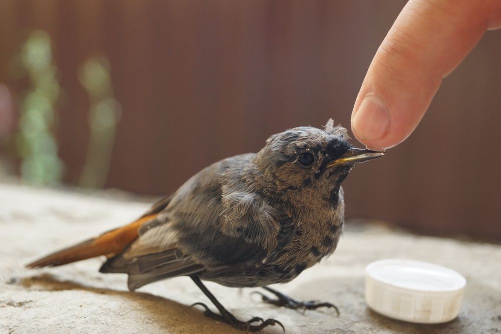 Фотография автора Антон Петров