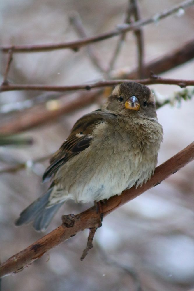 Photograph by Светлана Шуткова