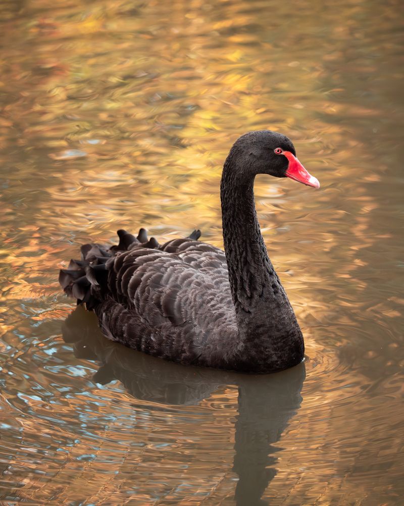 Photograph by Ольга Войчишина