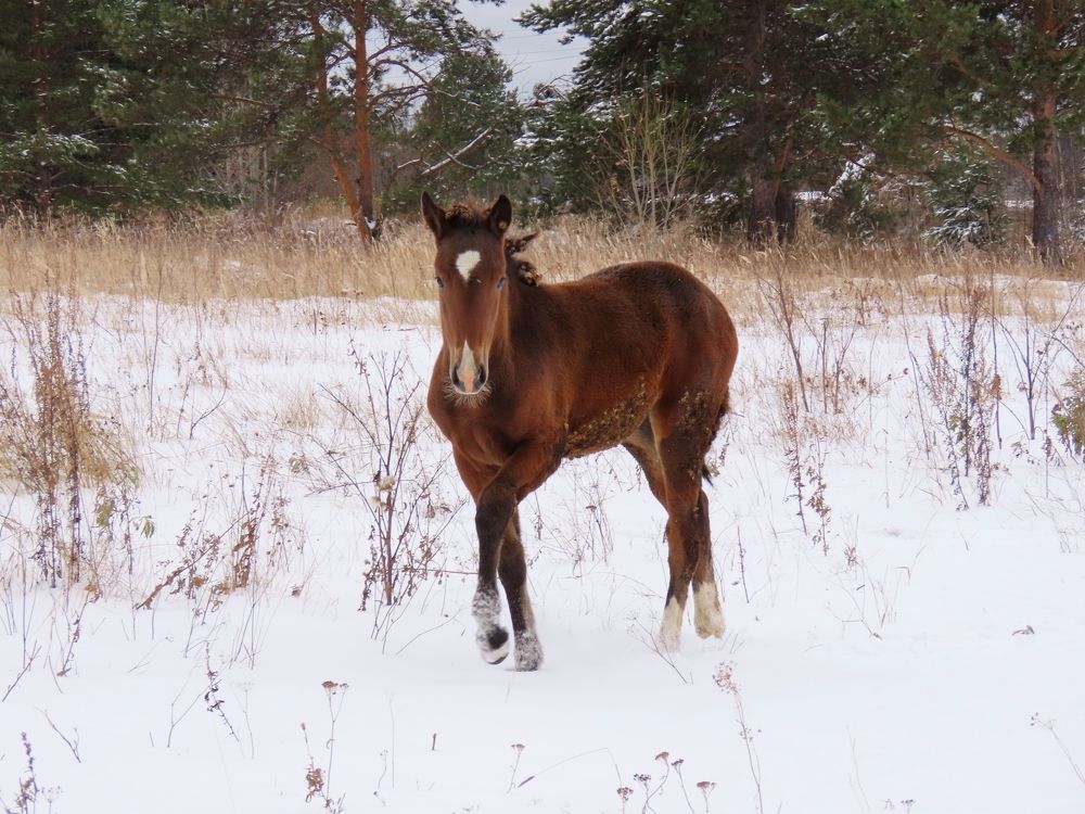 Любопытный жеребенок