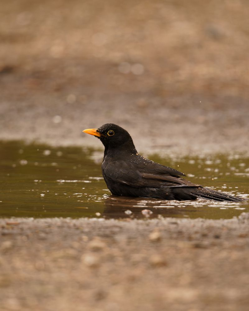 Photograph by Ольга Войчишина