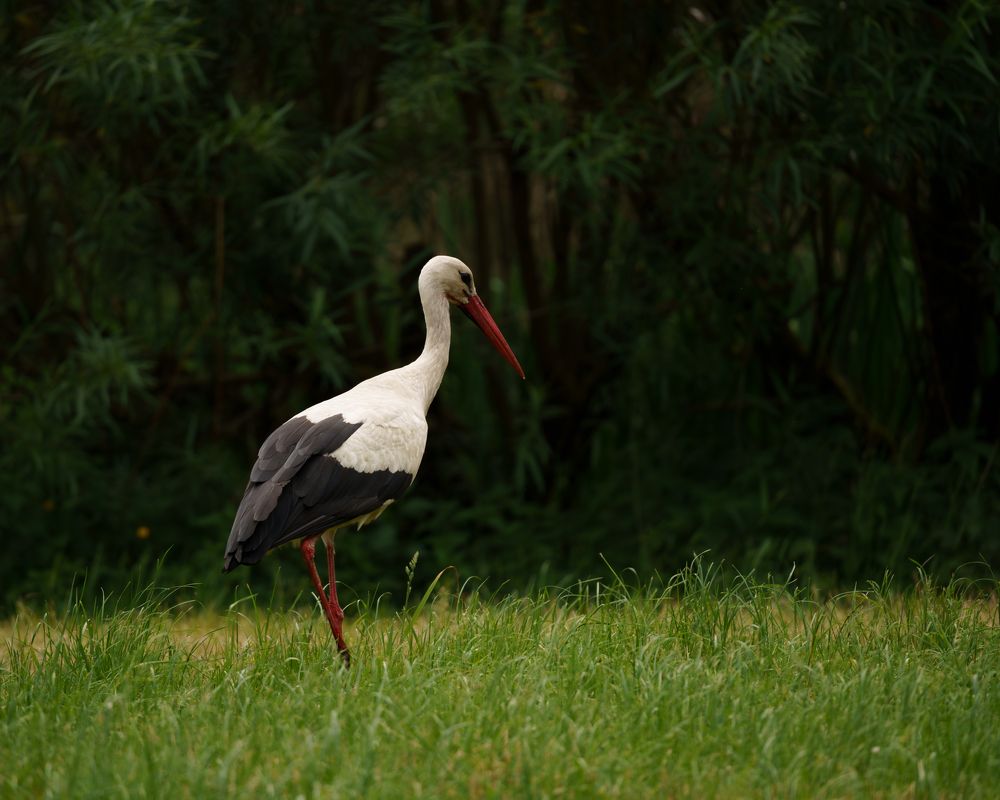 Photograph by Ольга Войчишина