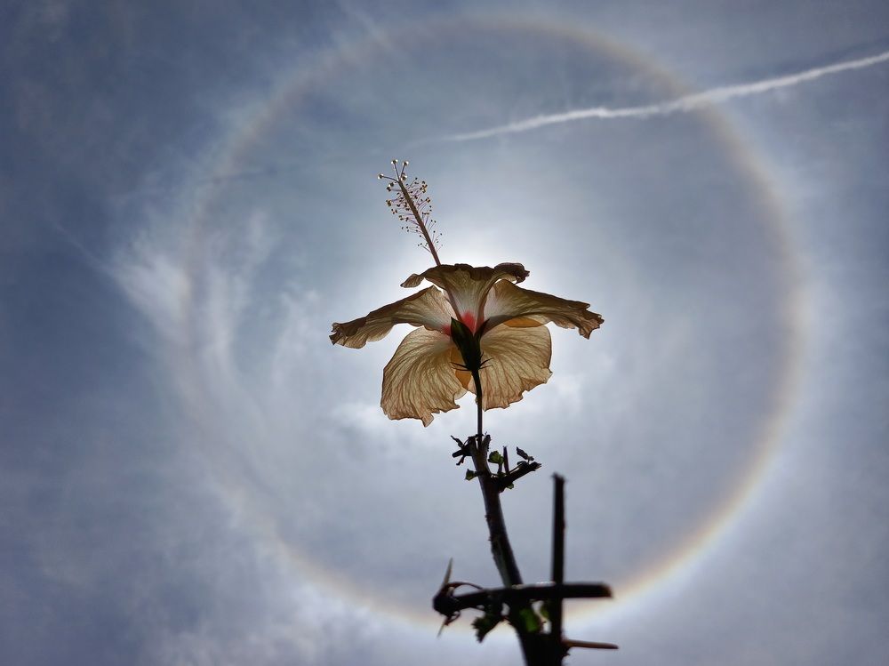 Sun halo and Gumamela flower