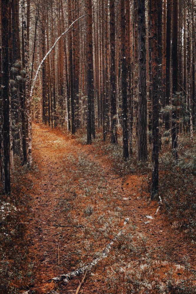 Photograph by Григорий Шишонков