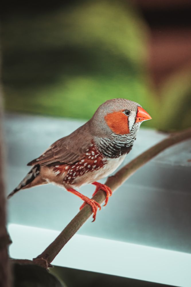 Photograph by Tereza Rozehnalová