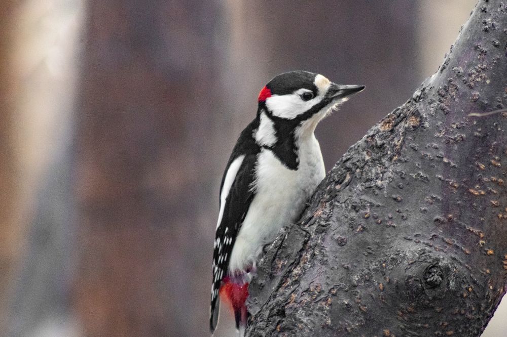 Фотография автора Егор Пешков