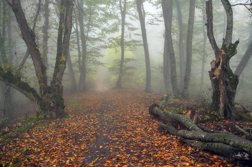 Photograph by Шипунова Ирина