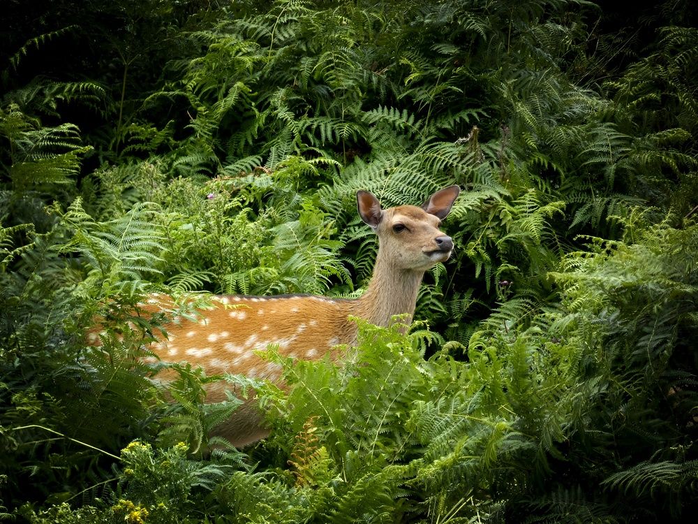 Фотография автора Michael Gault