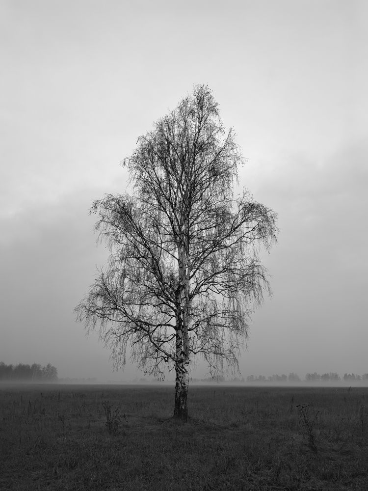 Утро в поле