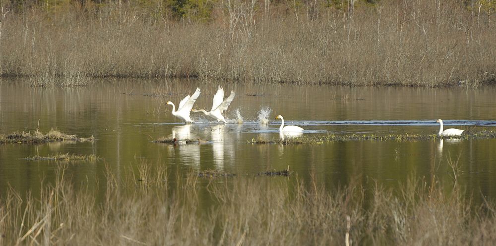 Photograph by Геннадий Тикка
