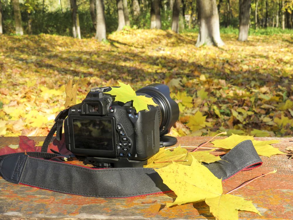 Camera on a bench in an autumn park