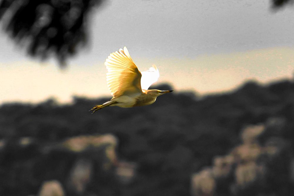 Photograph by SARAVANA MANICKAM