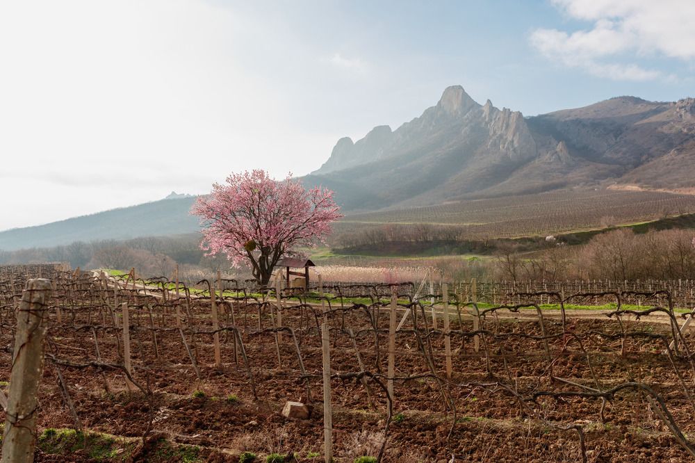 Photograph by Карина Кулиева