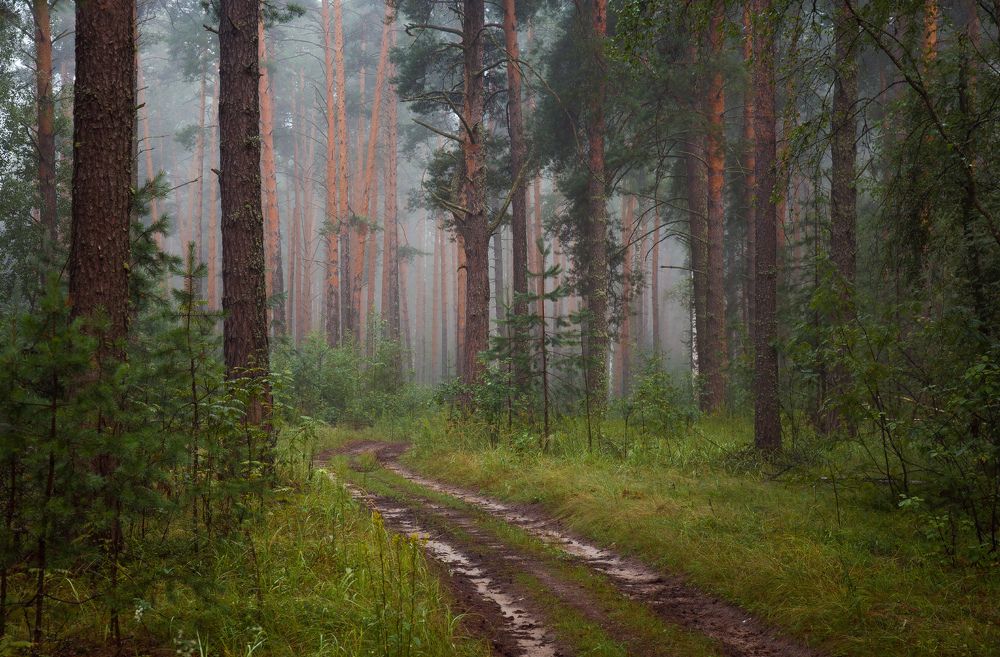 Photograph by Алексеев Дмитрий