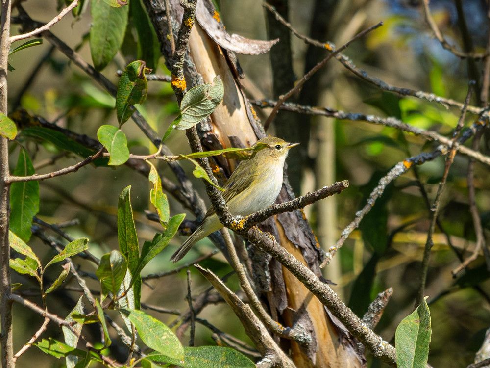Photograph by Александр Корженков
