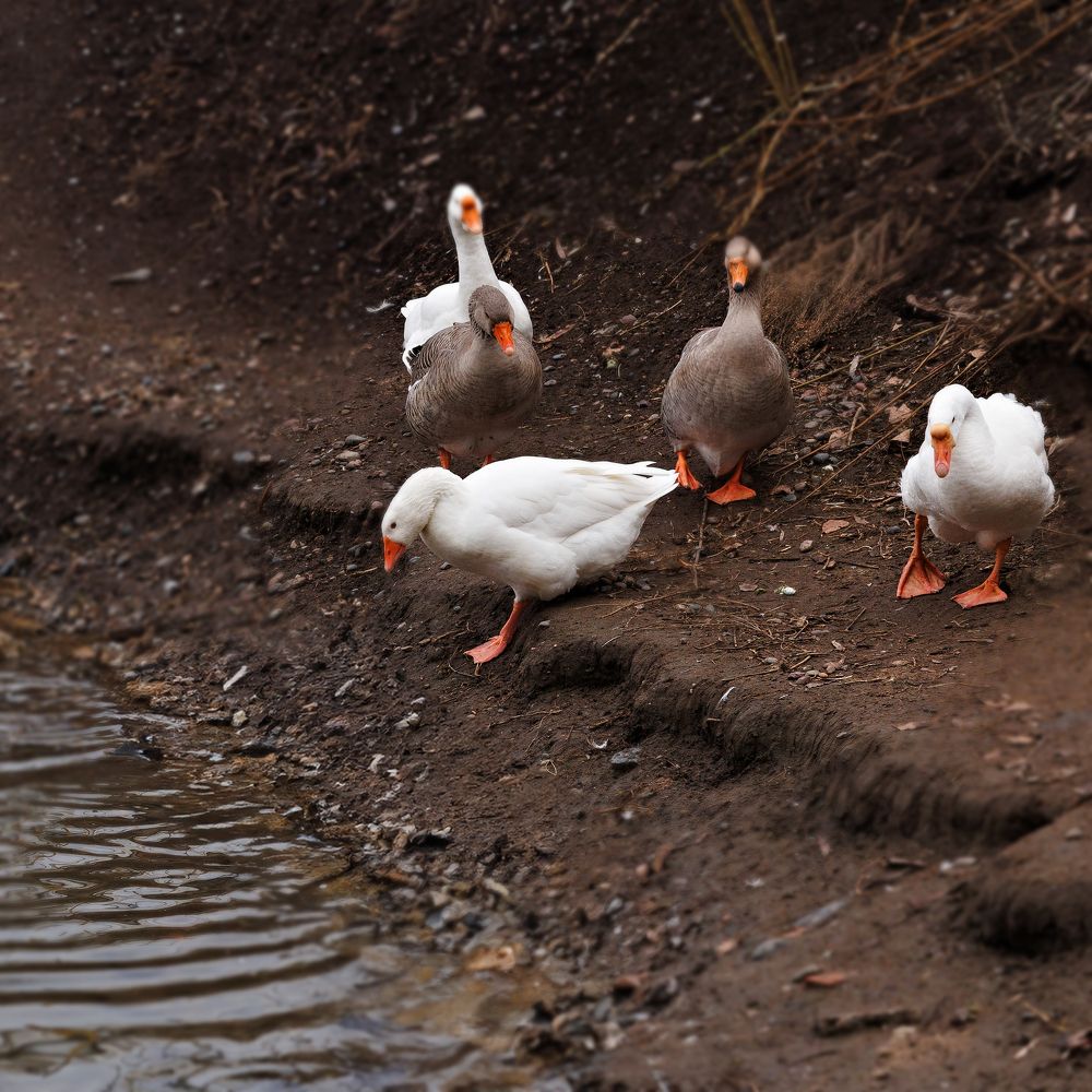 Фотография автора Галина Аверьянова