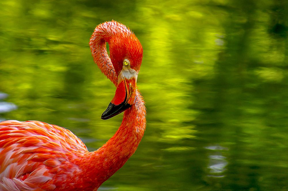 Фотография автора Rodolfo Pimentel