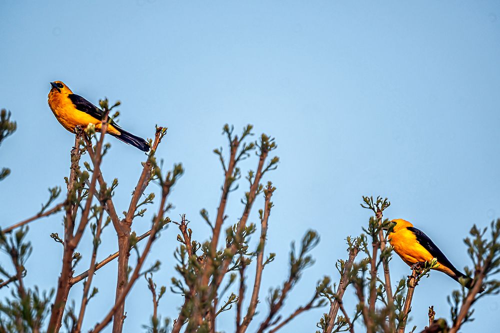 Фотография автора Rodolfo Pimentel