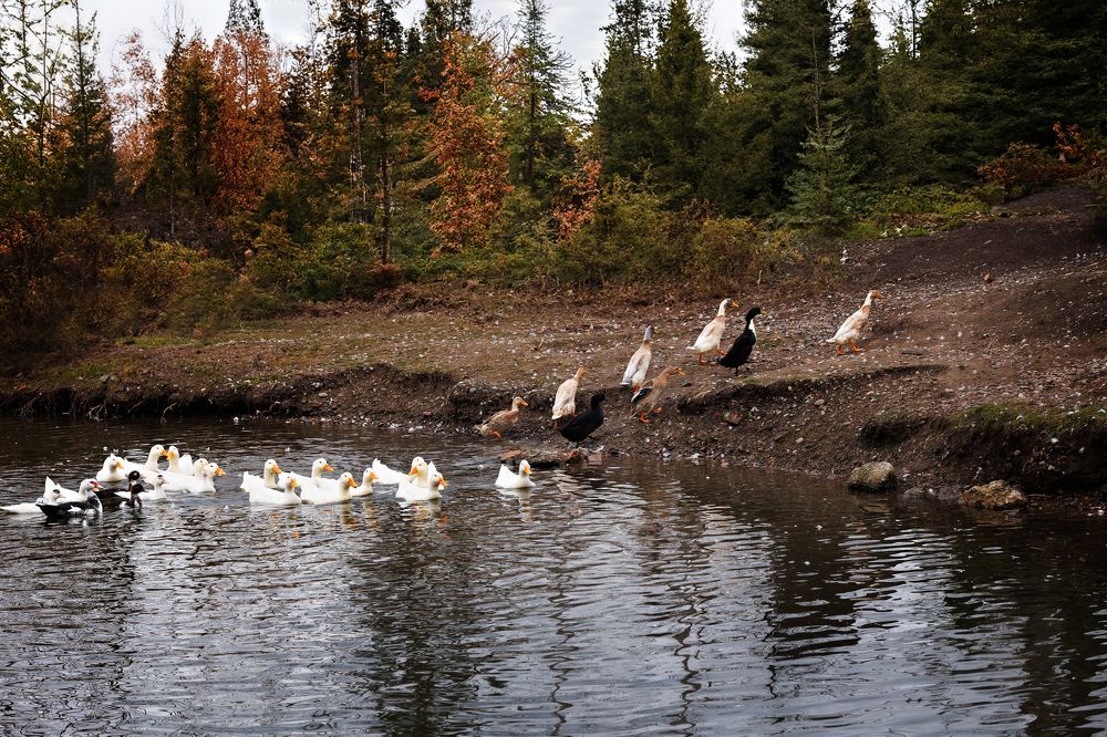Фотография автора Галина Аверьянова