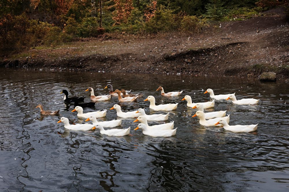 Фотография автора Галина Аверьянова