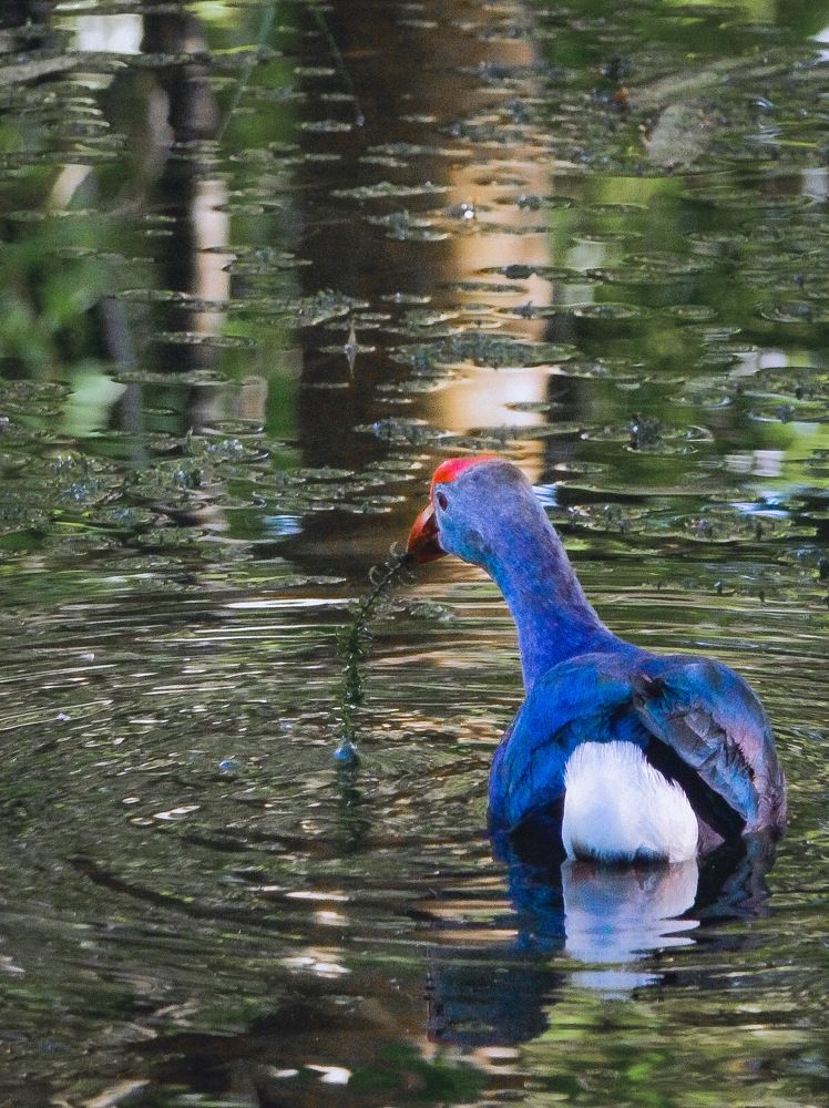 Photograph by Pawan Guruge