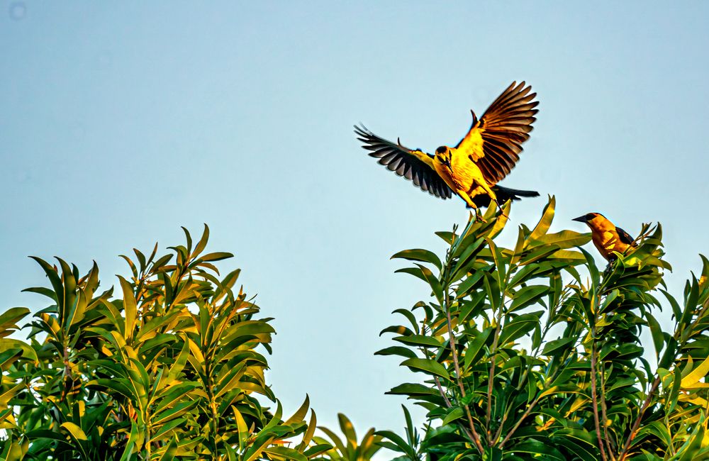 Фотография автора Rodolfo Pimentel