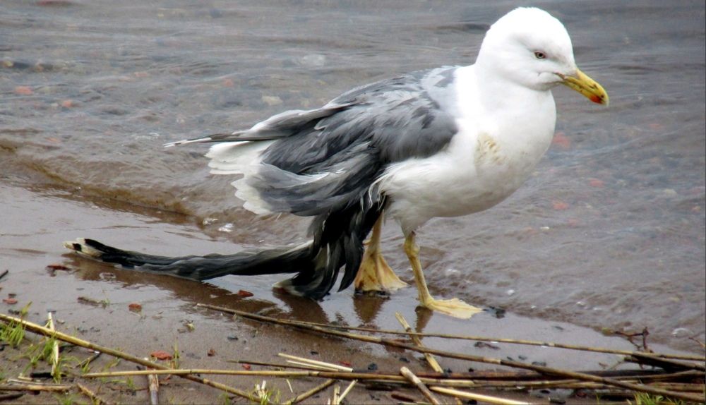 Photograph by Галина Пименова