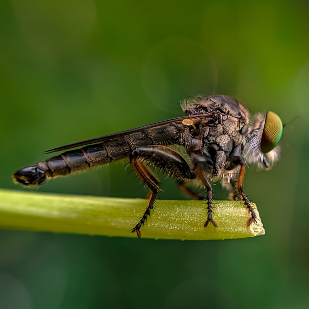 Photograph by Milinda Ashan Rajapaksha