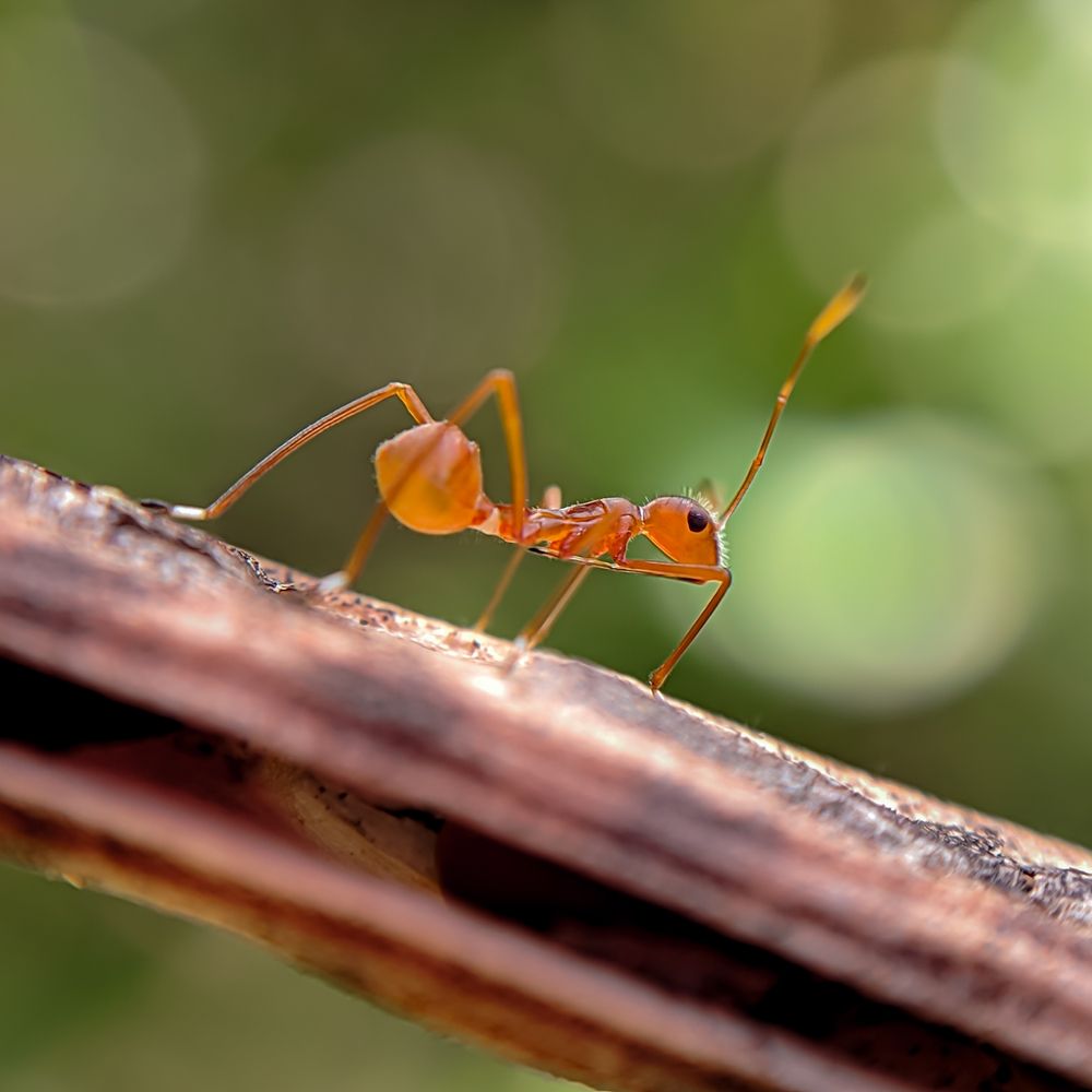 Photograph by Milinda Ashan Rajapaksha