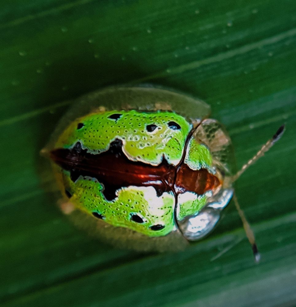 Photograph by Milinda Ashan Rajapaksha