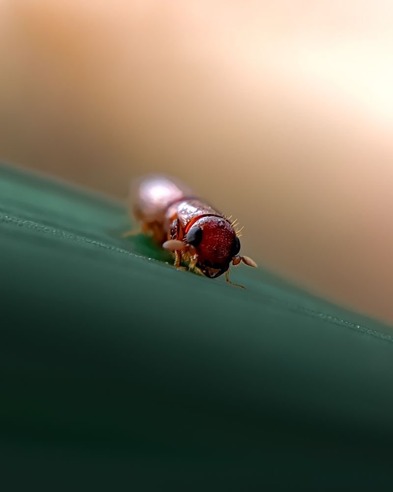 Photograph by Milinda Ashan Rajapaksha