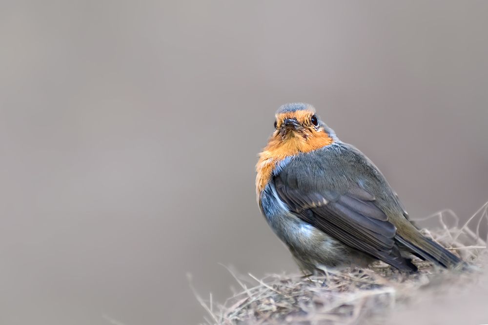 Photograph by Елена Амозова