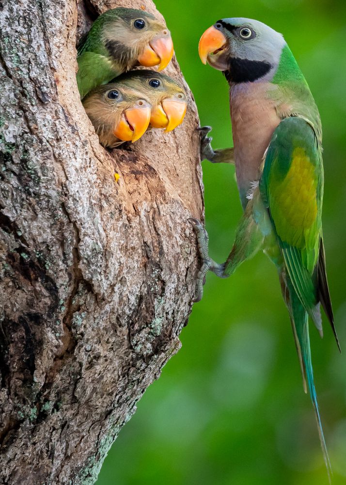 In the nest of love .