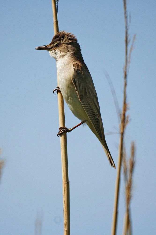 Фотография автора Александр Челмодеев