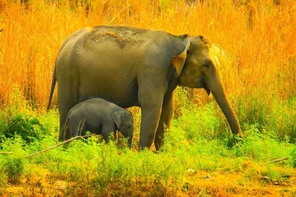 Photograph by pankaj kapoor