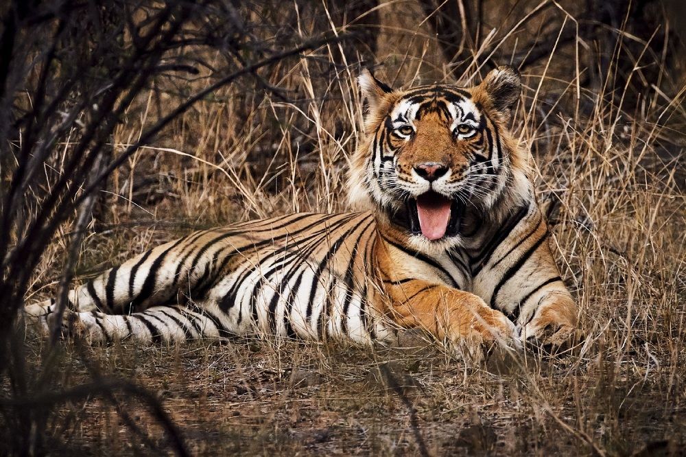 Photograph by pankaj kapoor