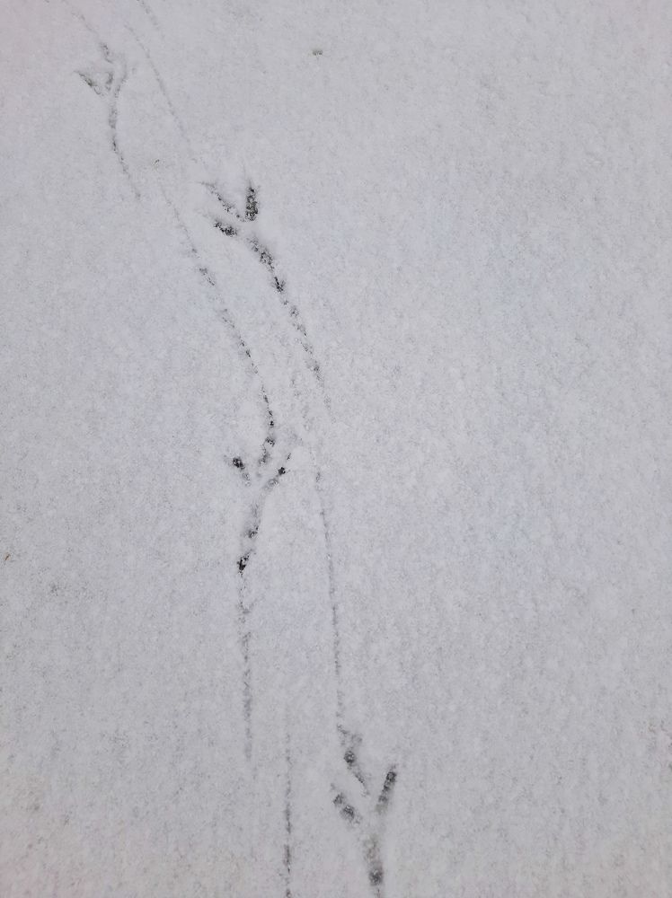 Фотография автора Светлана Дунаева