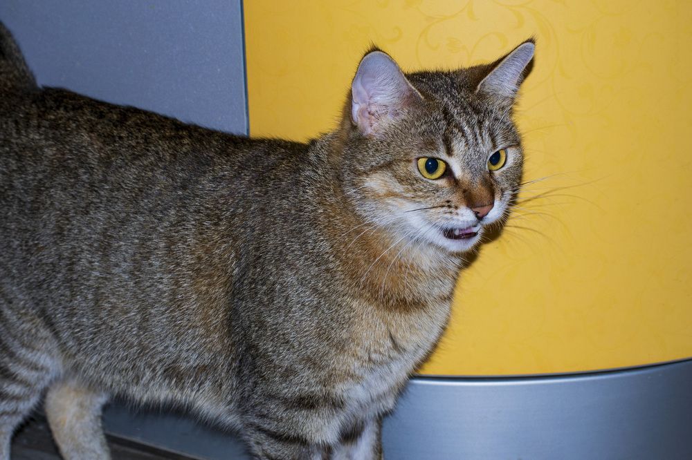 Кошачьи эмоции