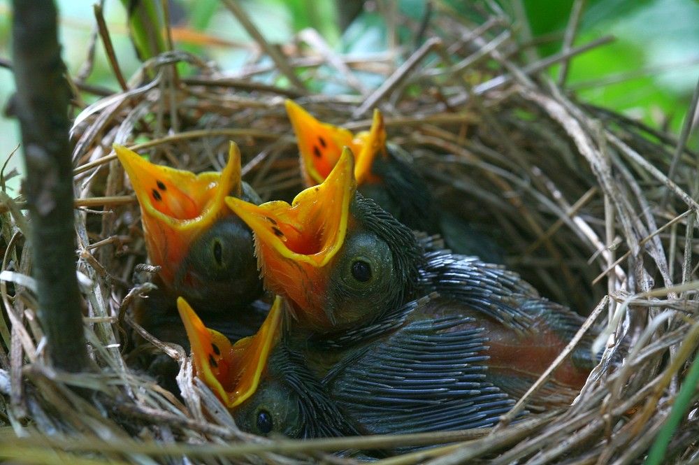 Photograph by PERESHEIN ANDREY