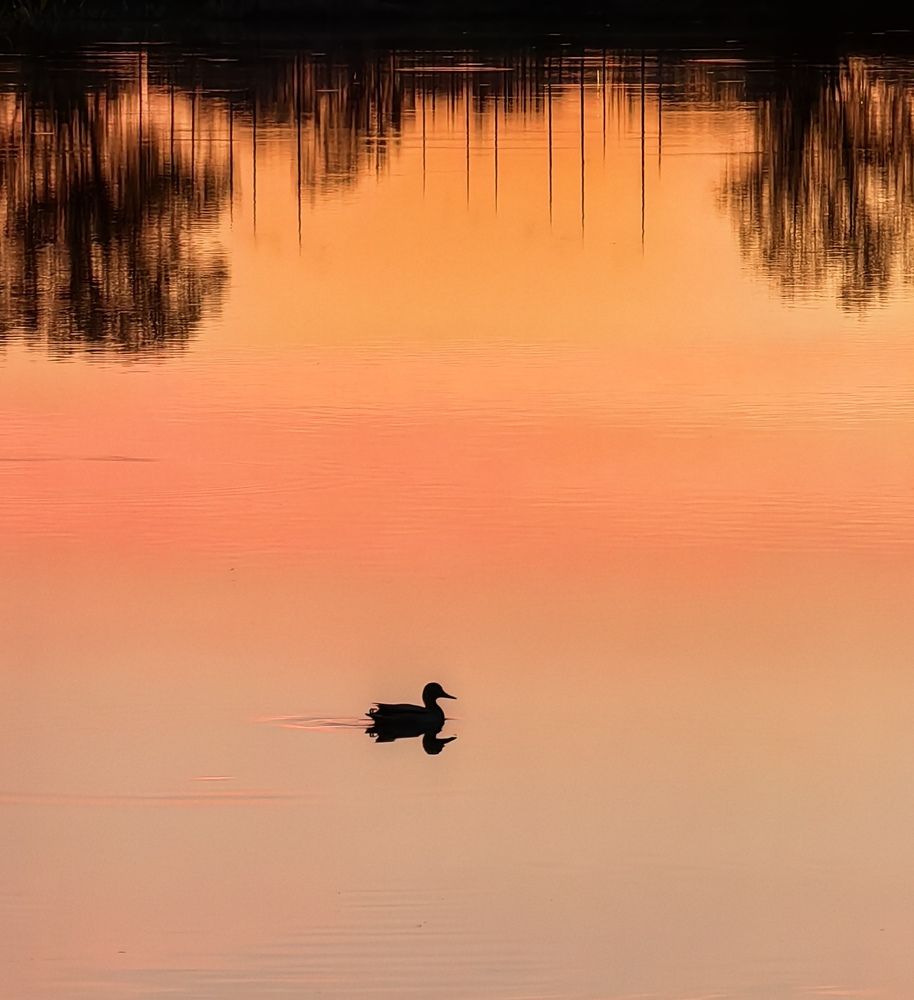 Photograph by Елена Алексеева