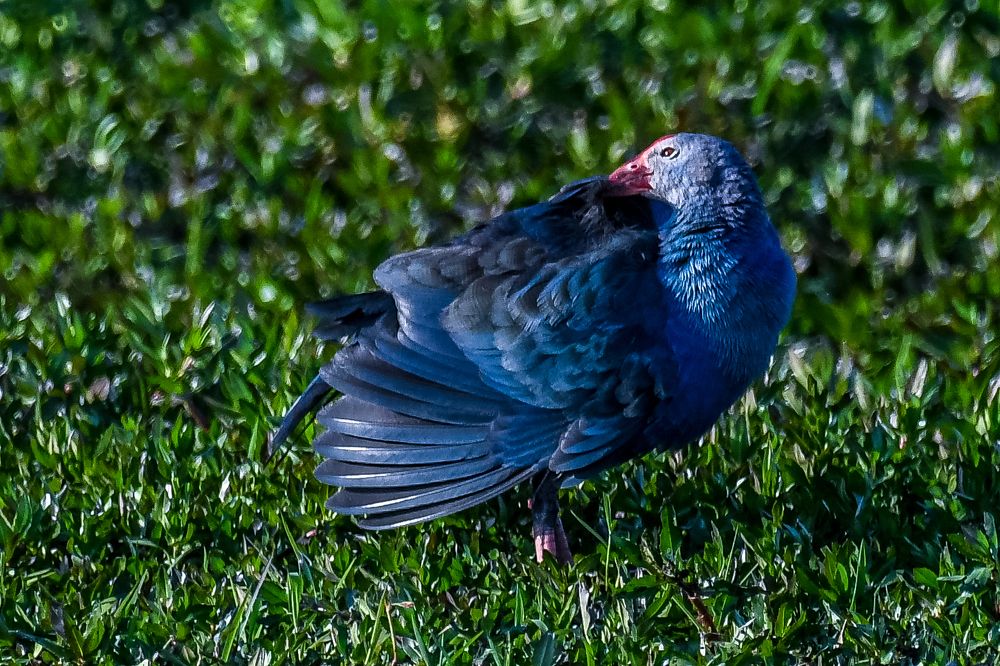 Photograph by Kosygin Leishangthem